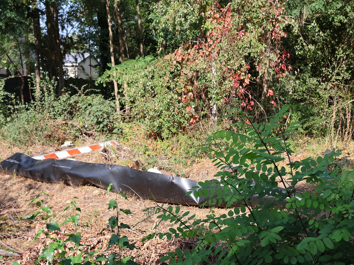 Coca-Cola-Gelände Waldwuchs