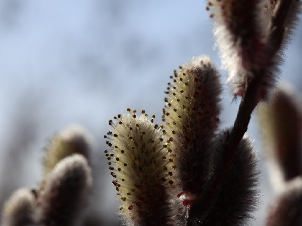 Weidenkätzchen im März