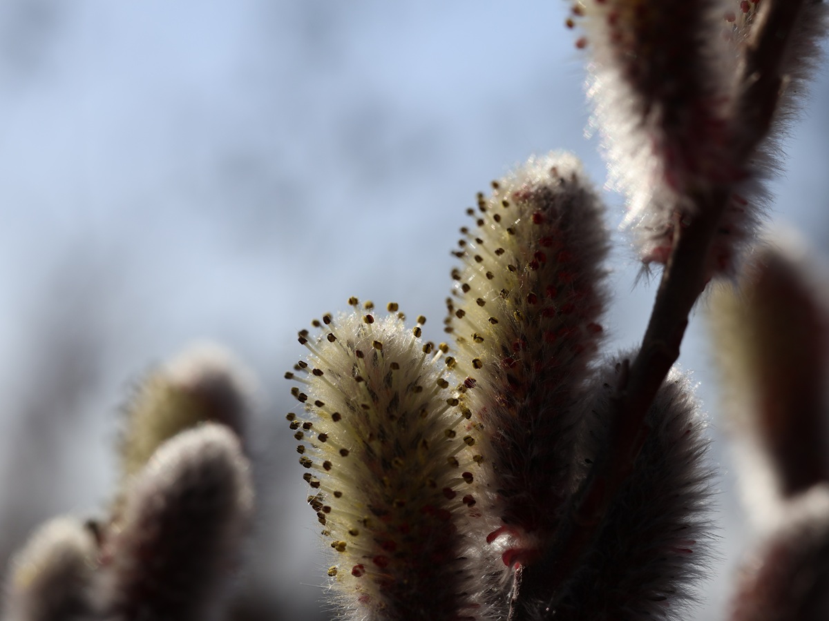 Weidenkätzchen im März