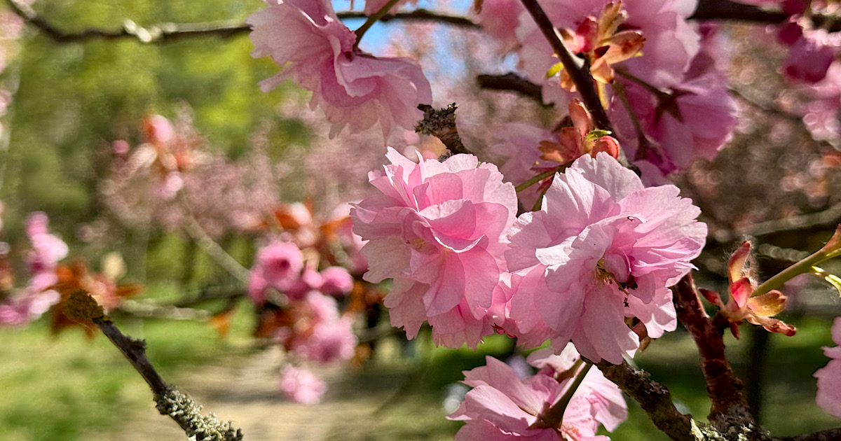 Kirschblüten